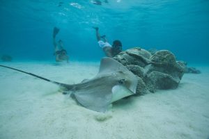 snorkelling moorea