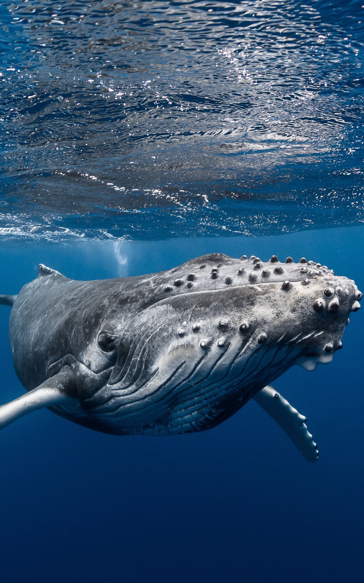 sortie baleine moorea