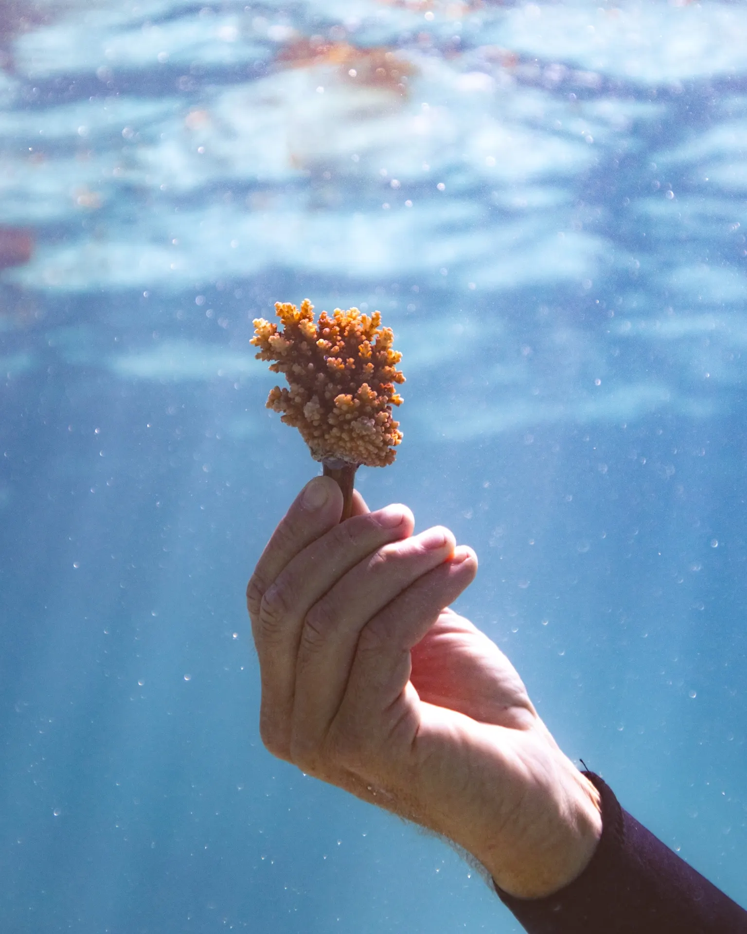 Hand holding a coral cutting underwater