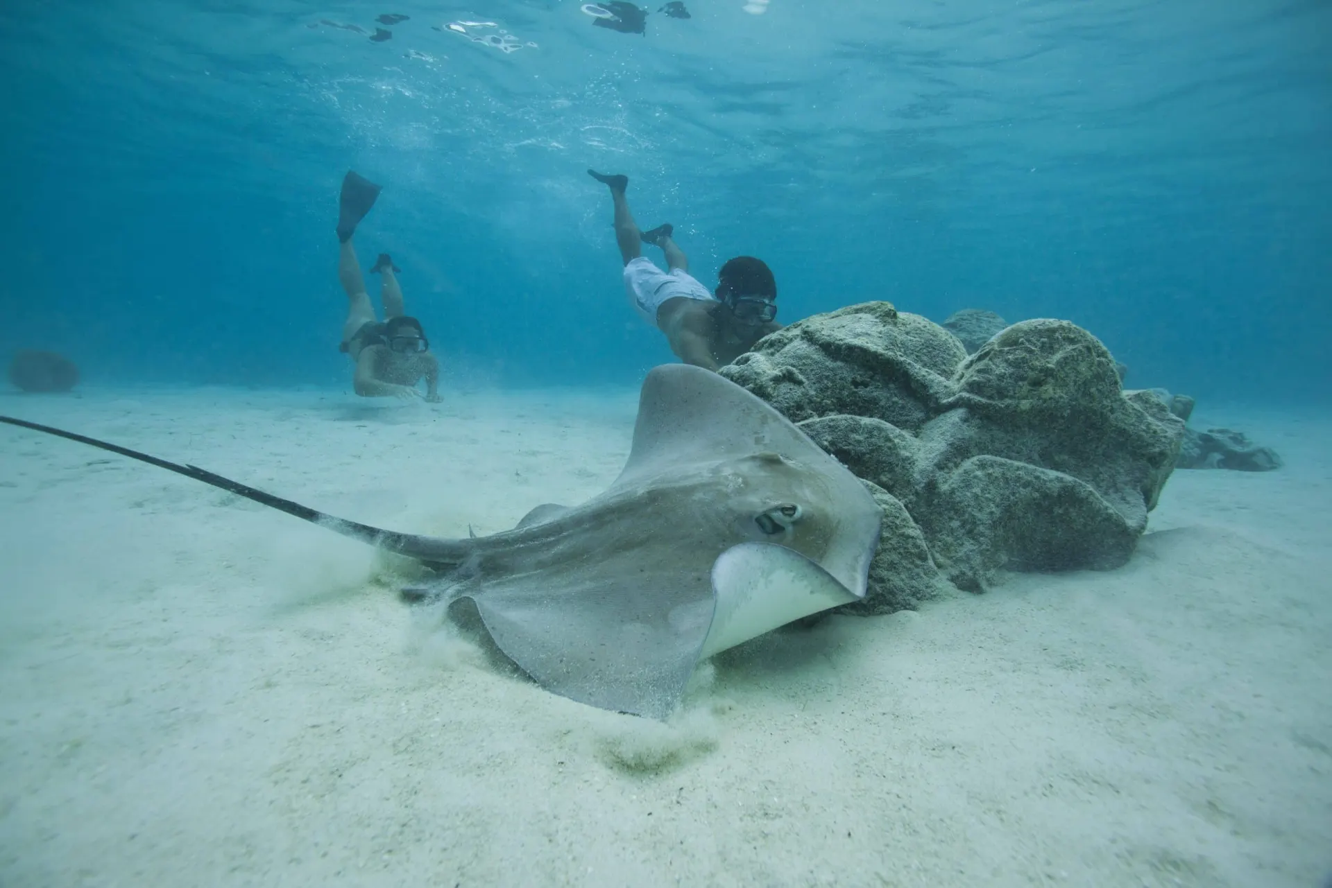 Swimmers with a stingray in the lagoon