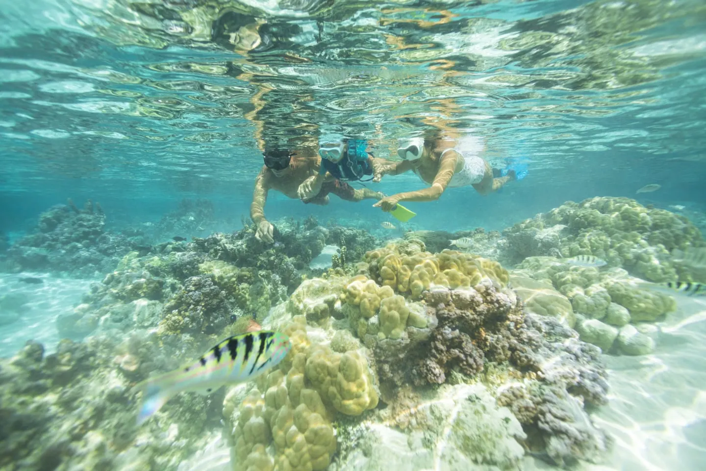 Snorkelling over the coral