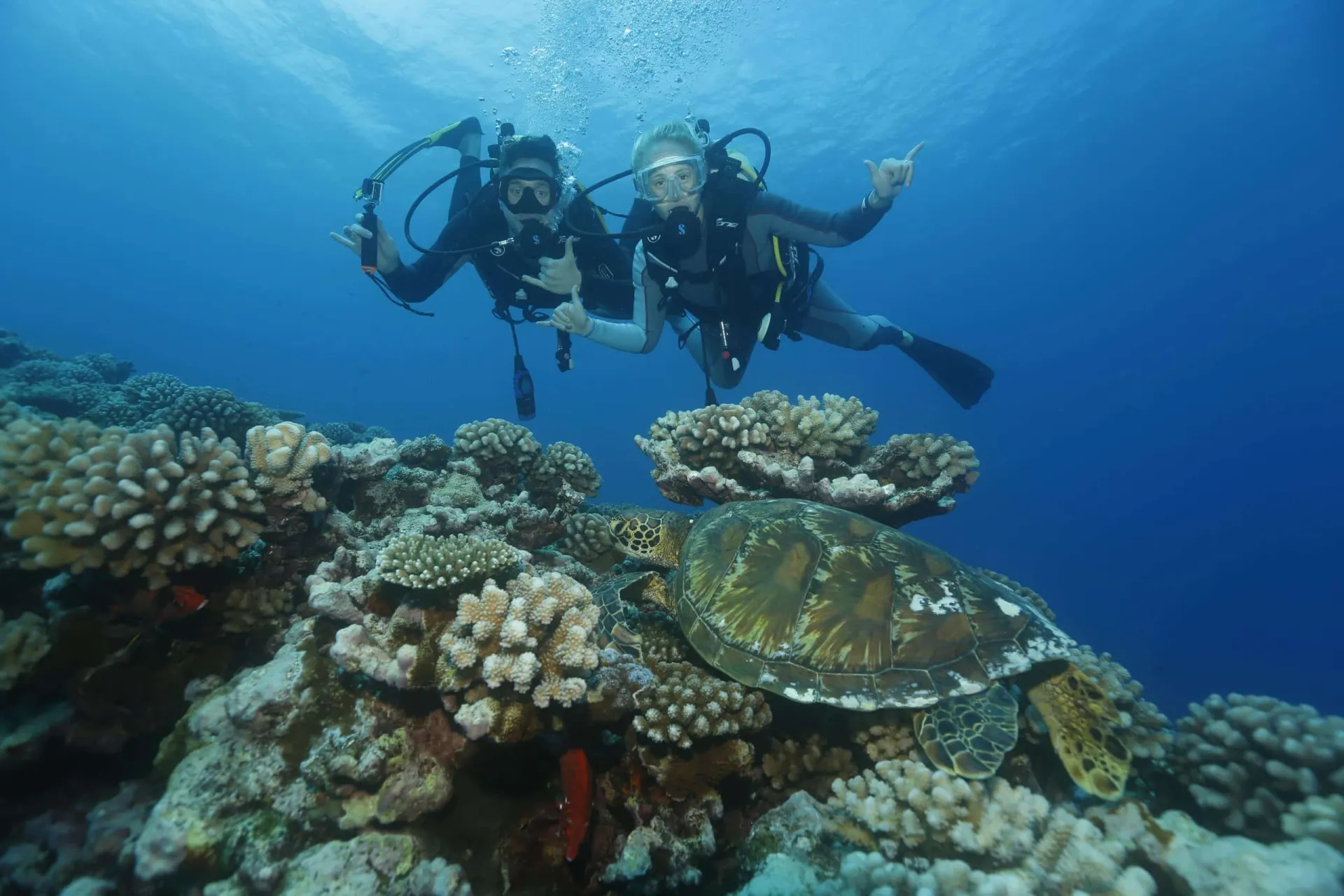 Divers and a turtle over the coral